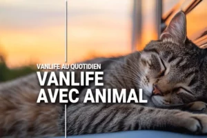 Road-Trip avec un animal de compagnie